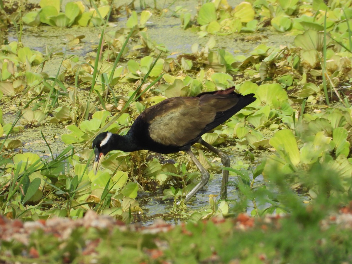 Jacana bronzé - ML643019678