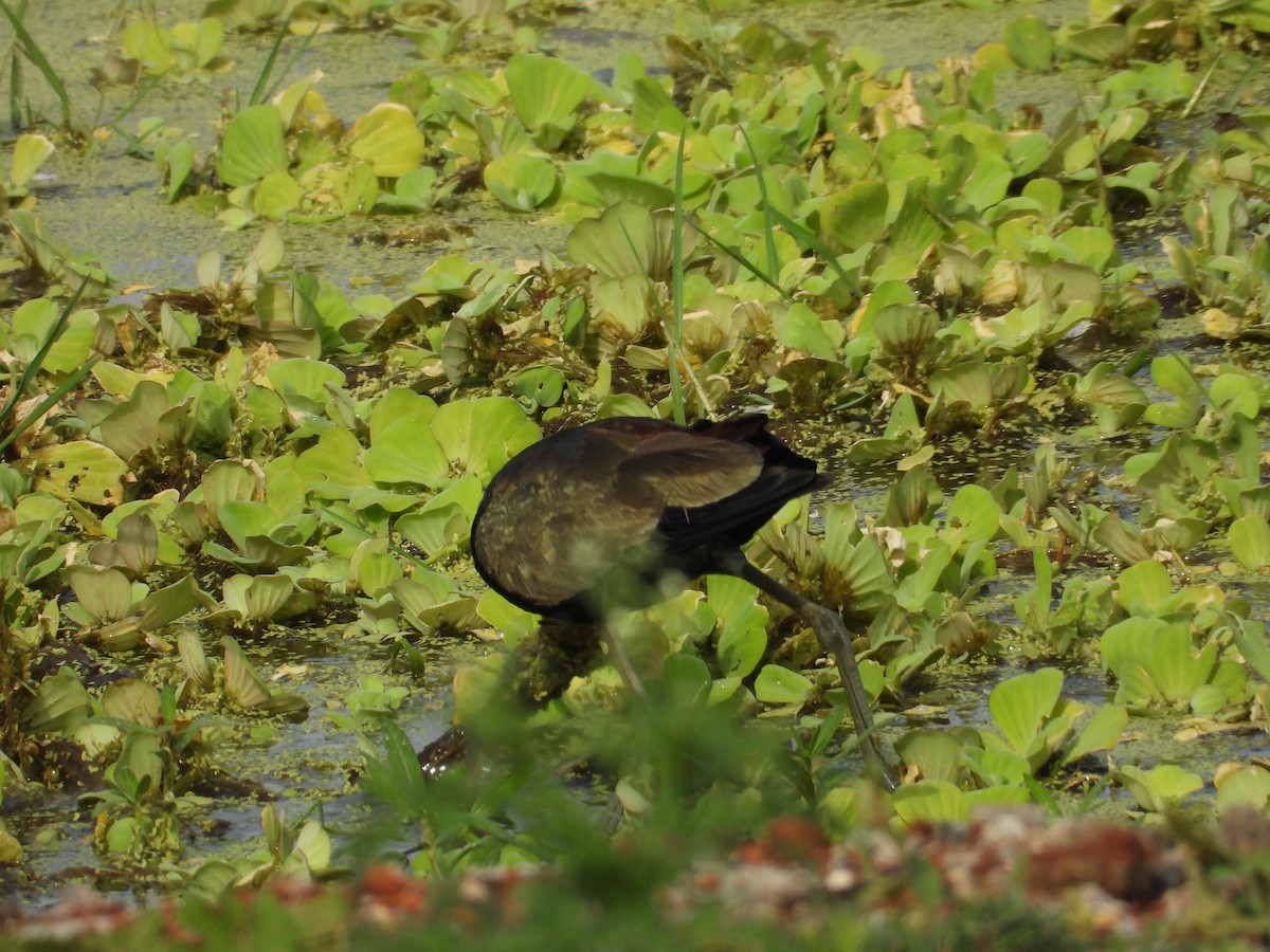 Jacana bronzé - ML643019679