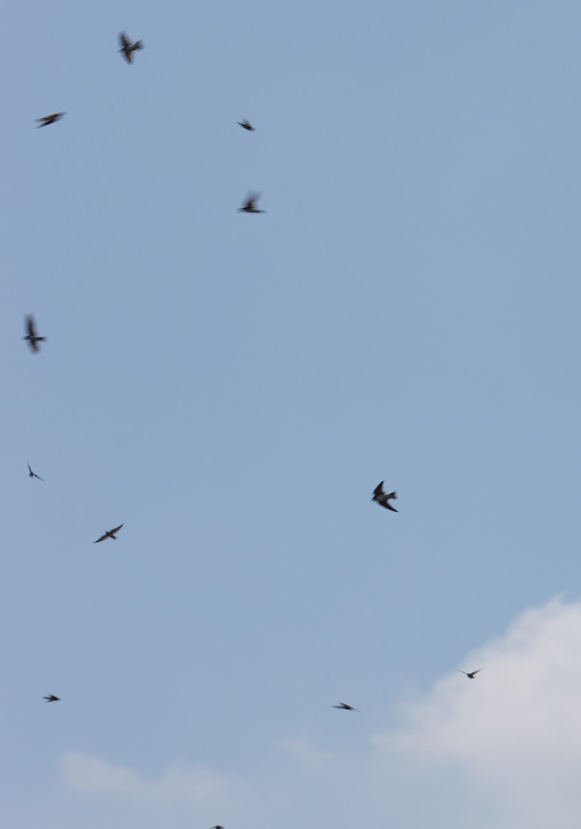 Gray-throated Martin - ML643019683
