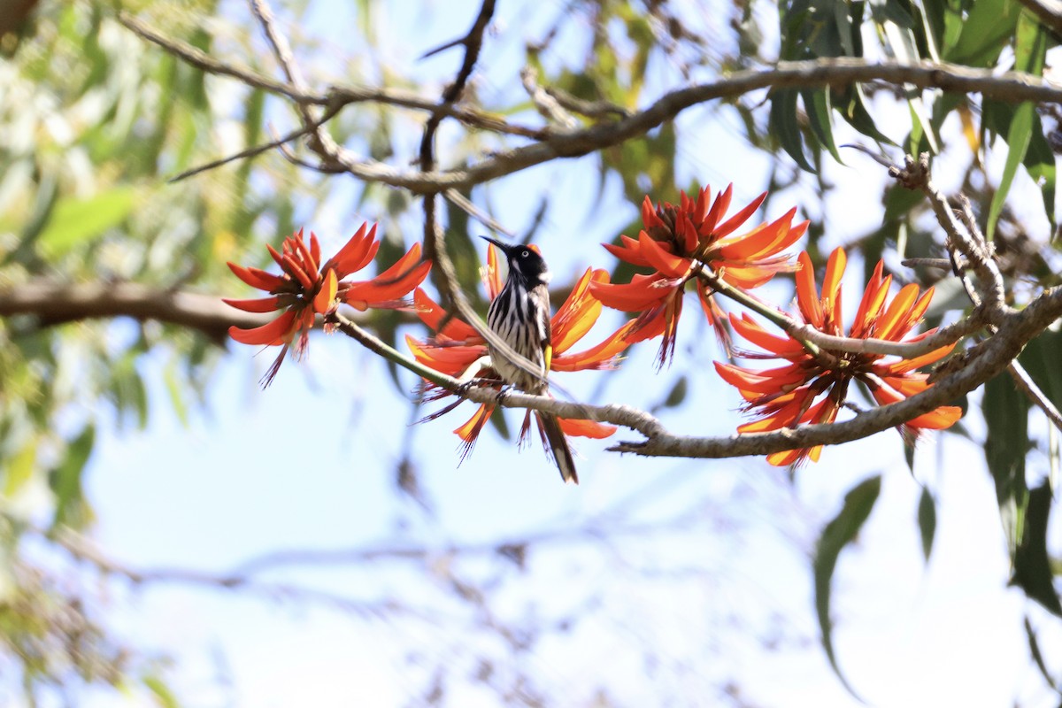New Holland Honeyeater - ML643019694
