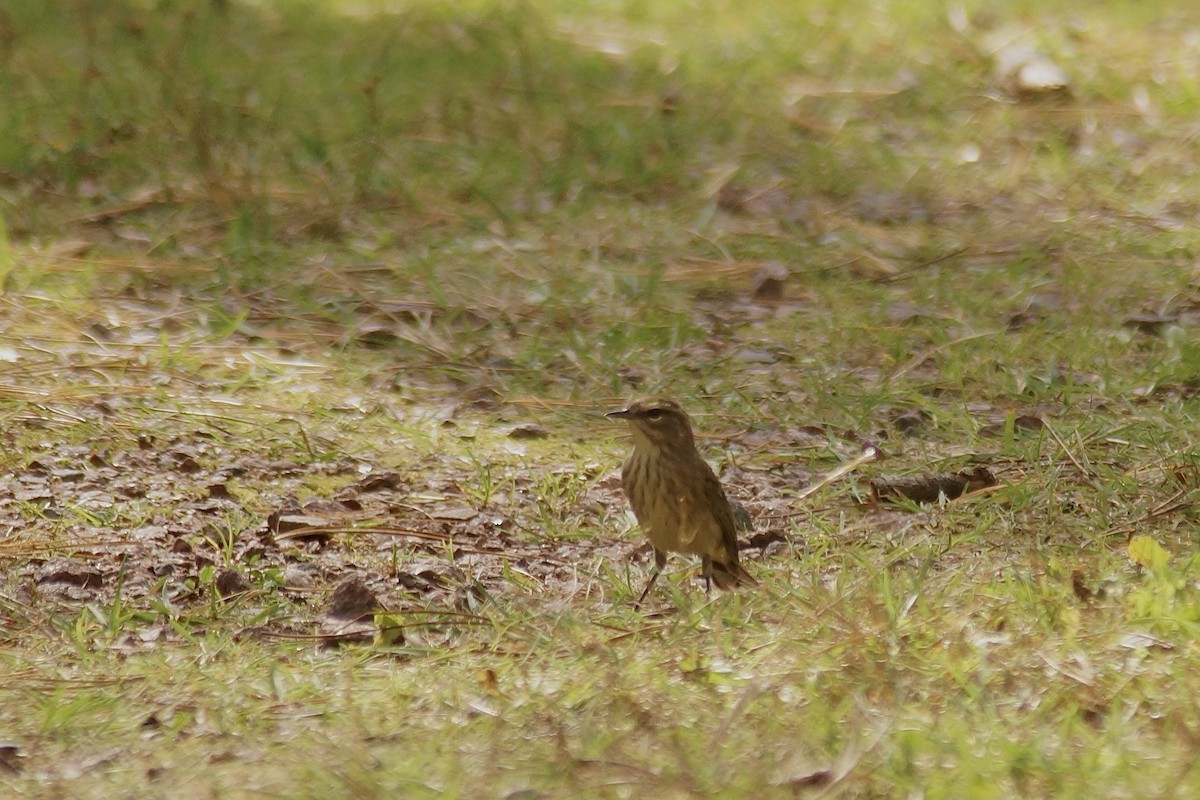 Palm Warbler - ML643019699