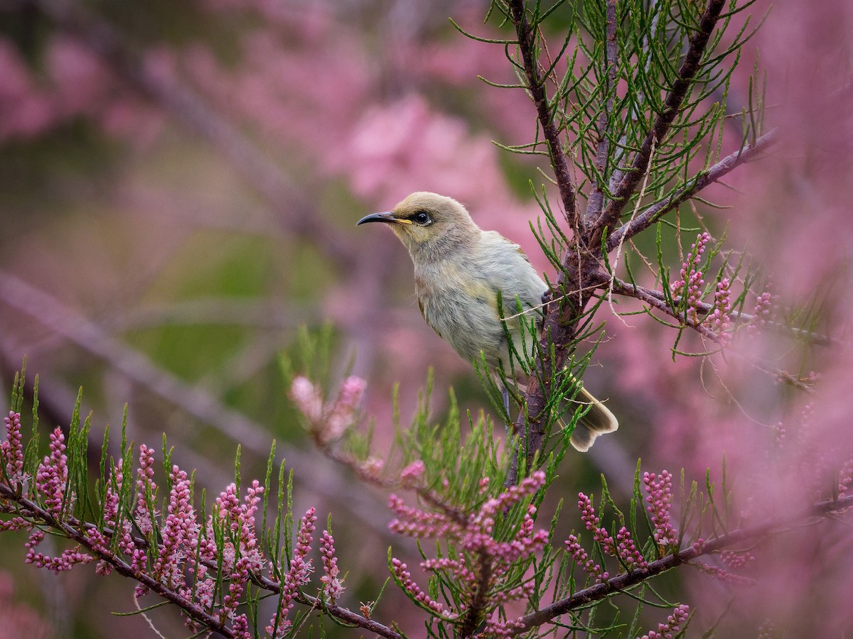 Brown Honeyeater - ML643019700