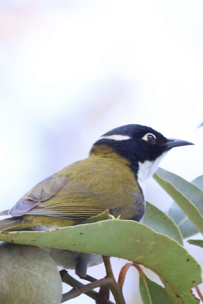 Gilbert's Honeyeater - ML643019701