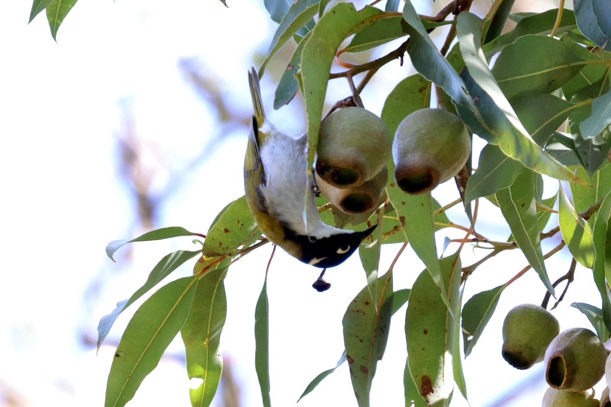 Gilbert's Honeyeater - ML643019702