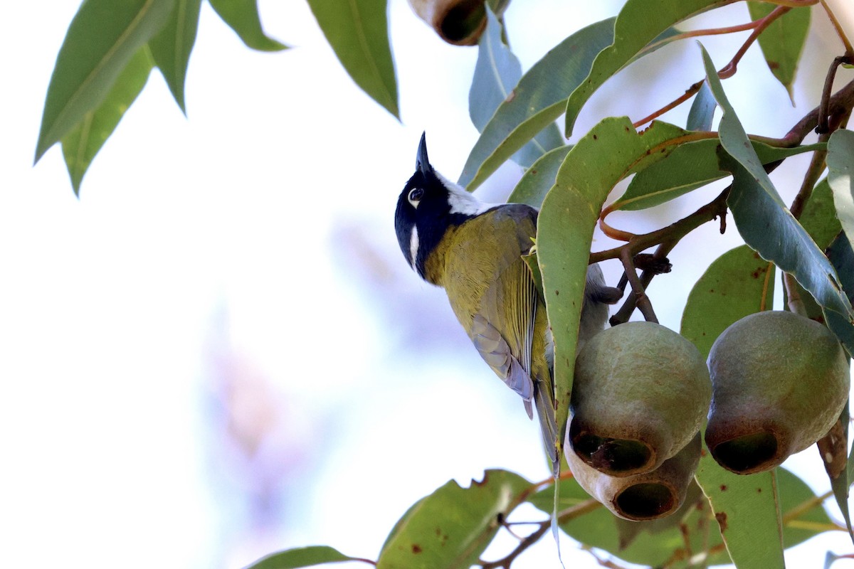 Gilbert's Honeyeater - ML643019703