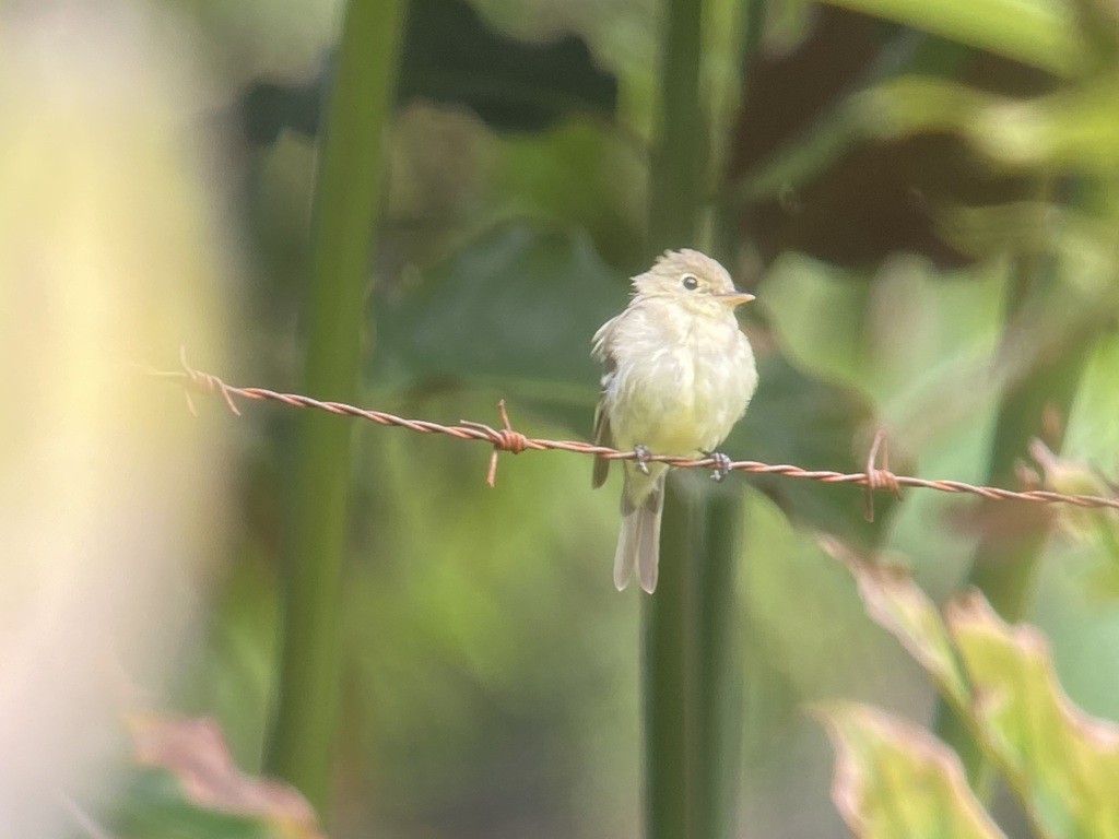 Yellow-bellied Flycatcher - ML643019708