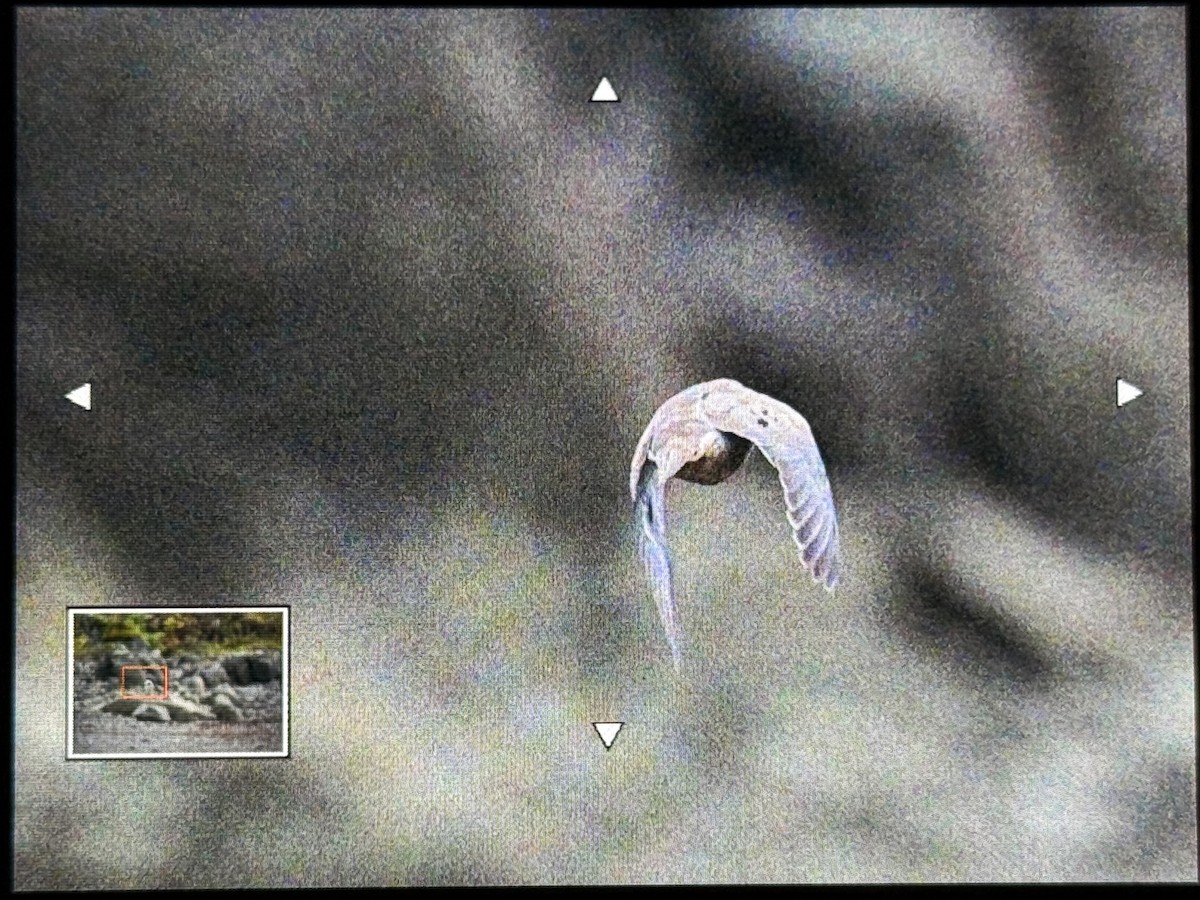 ナゲキバト - ML643019709