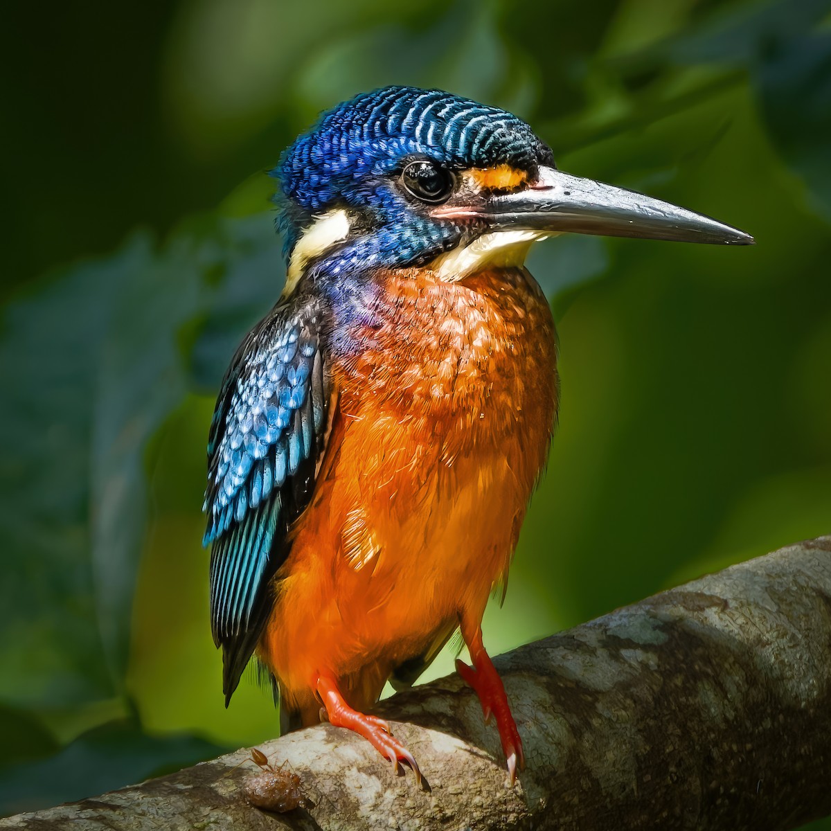 Blue-eared Kingfisher - ML643019711