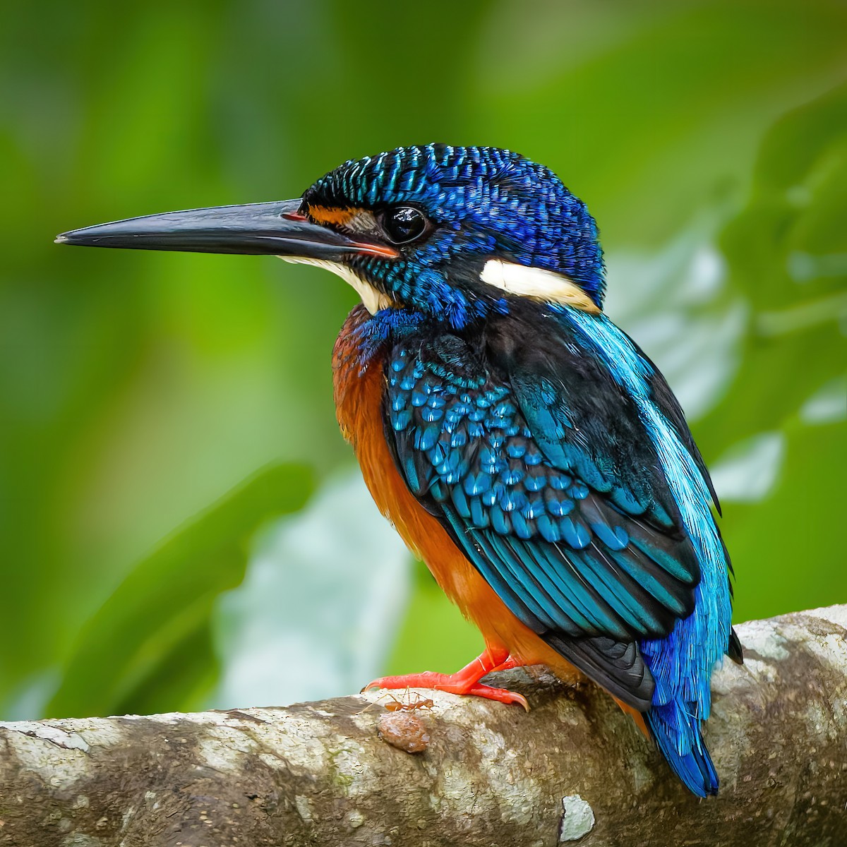 Blue-eared Kingfisher - ML643019712