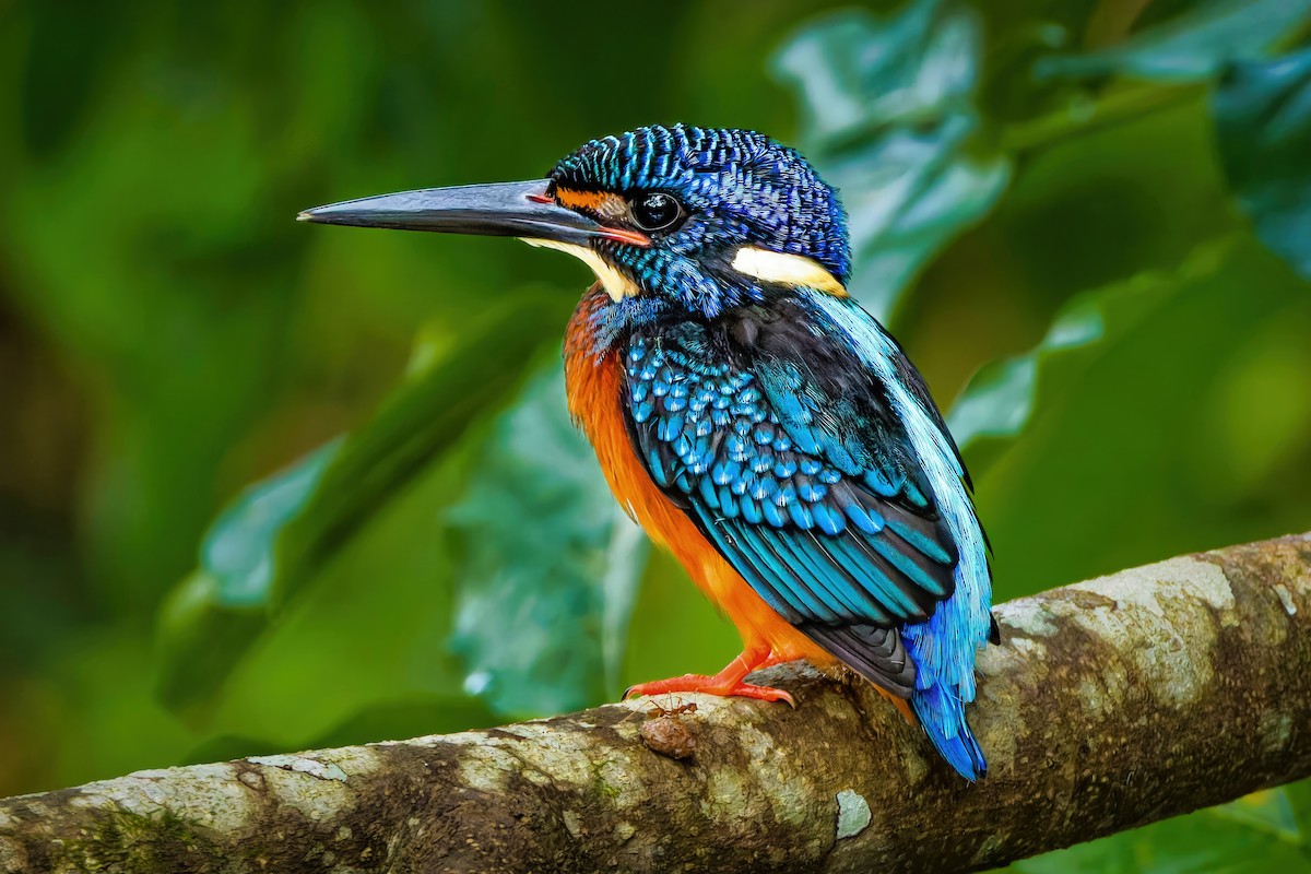 Blue-eared Kingfisher - ML643019714