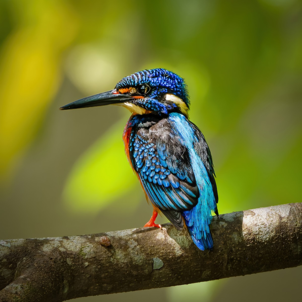 Blue-eared Kingfisher - ML643019715