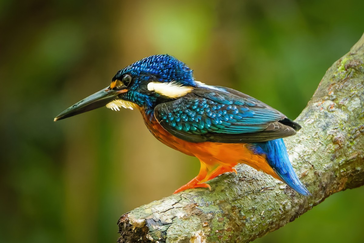Blue-eared Kingfisher - ML643019716