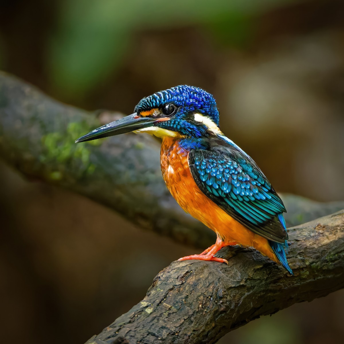 Blue-eared Kingfisher - ML643019717