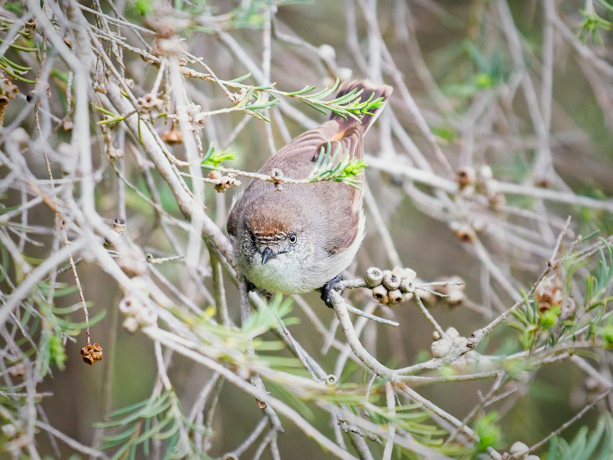 Chestnut-rumped Thornbill - ML643019718