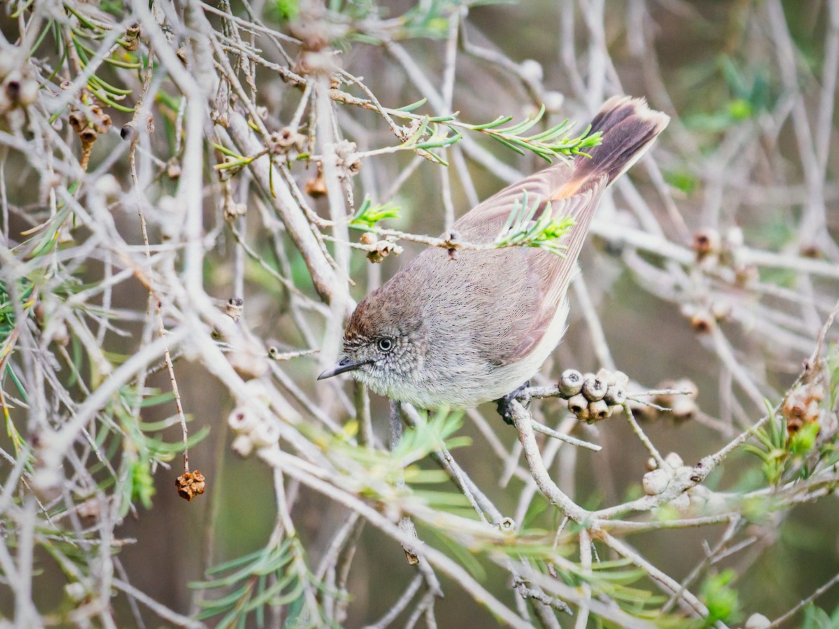 Chestnut-rumped Thornbill - ML643019719