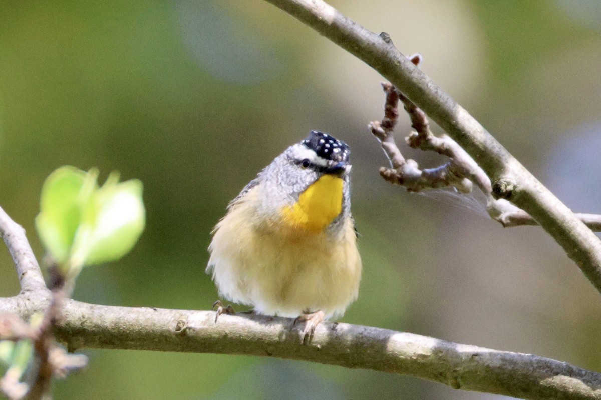 Spotted Pardalote - ML643019722