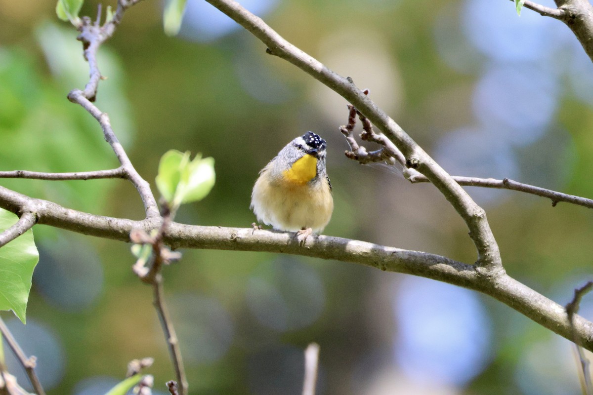 Spotted Pardalote - ML643019723