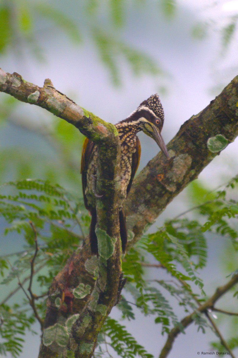 Lesser Yellownape - ML643019727