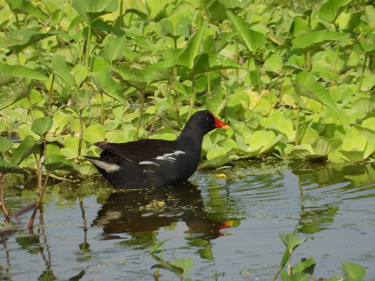 Gallinella d'acqua - ML643019729