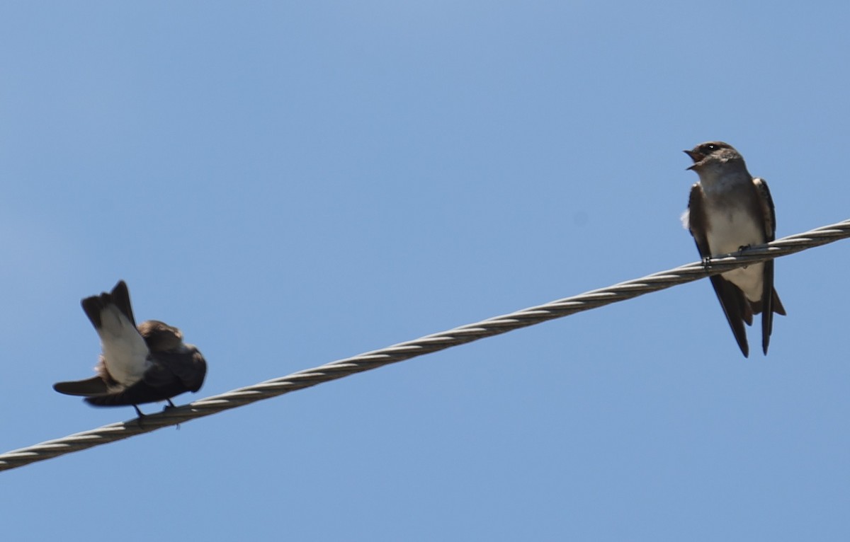 Gray-throated Martin - ML643019731