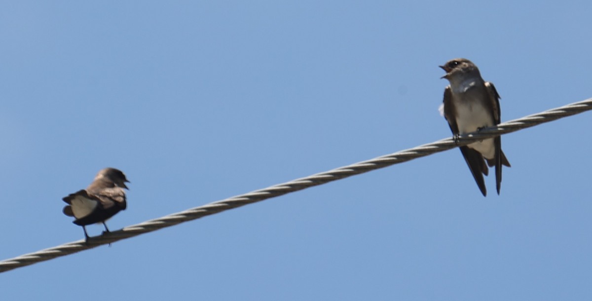 Gray-throated Martin - ML643019732
