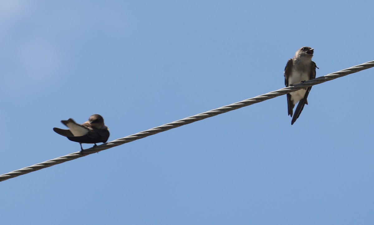 Gray-throated Martin - ML643019733