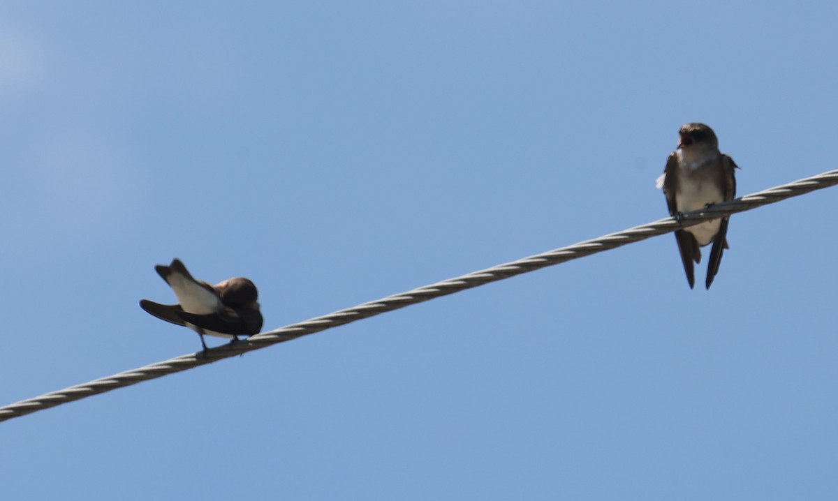Gray-throated Martin - ML643019734