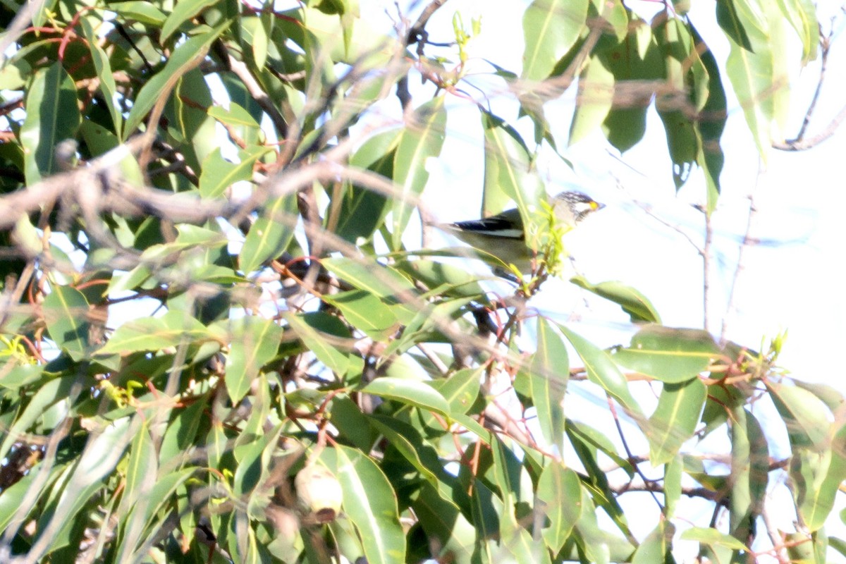 Striated Pardalote - ML643019736