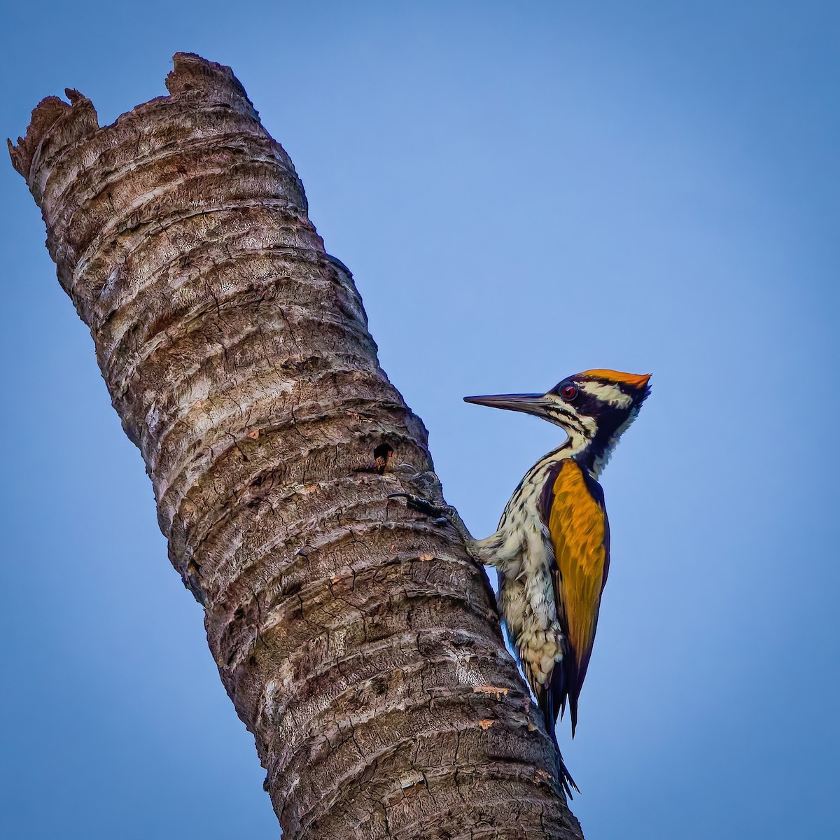 White-naped Woodpecker - ML643019738