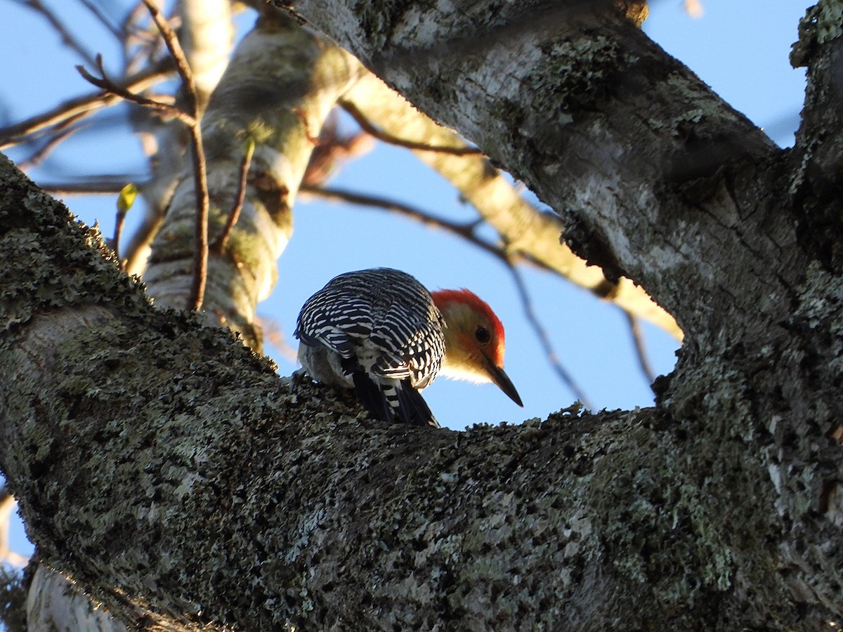 Red-bellied Woodpecker - ML643019740
