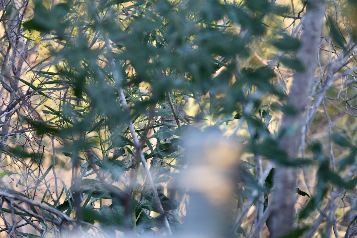 Inland Thornbill - ML643019745