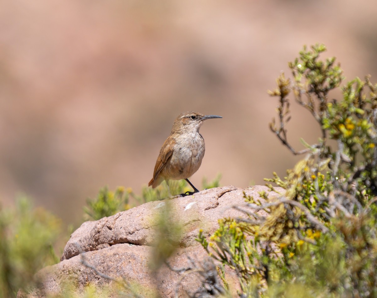 Straight-billed Earthcreeper - ML643019756