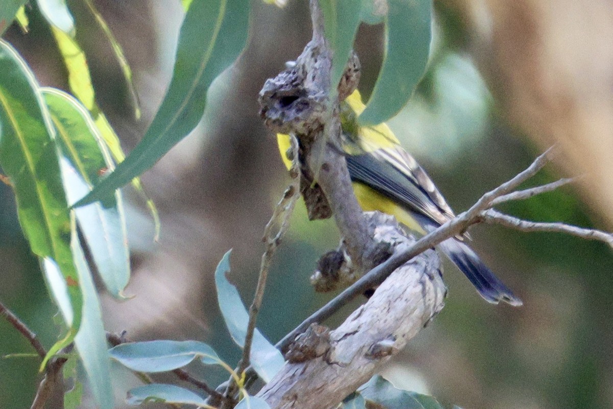 Golden Whistler - ML643019757