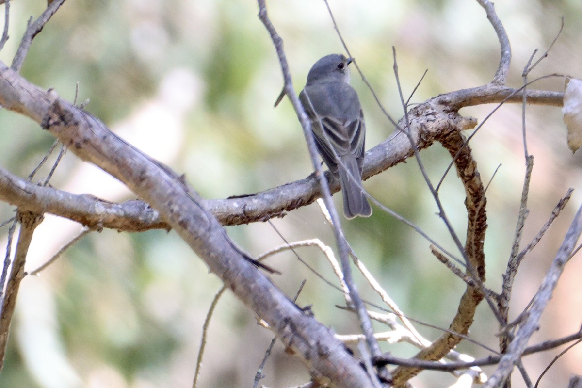 Golden Whistler - ML643019758