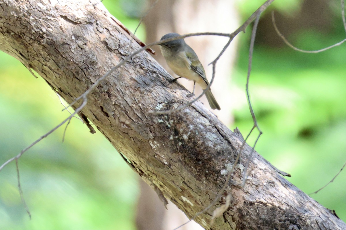 Golden Whistler - ML643019759