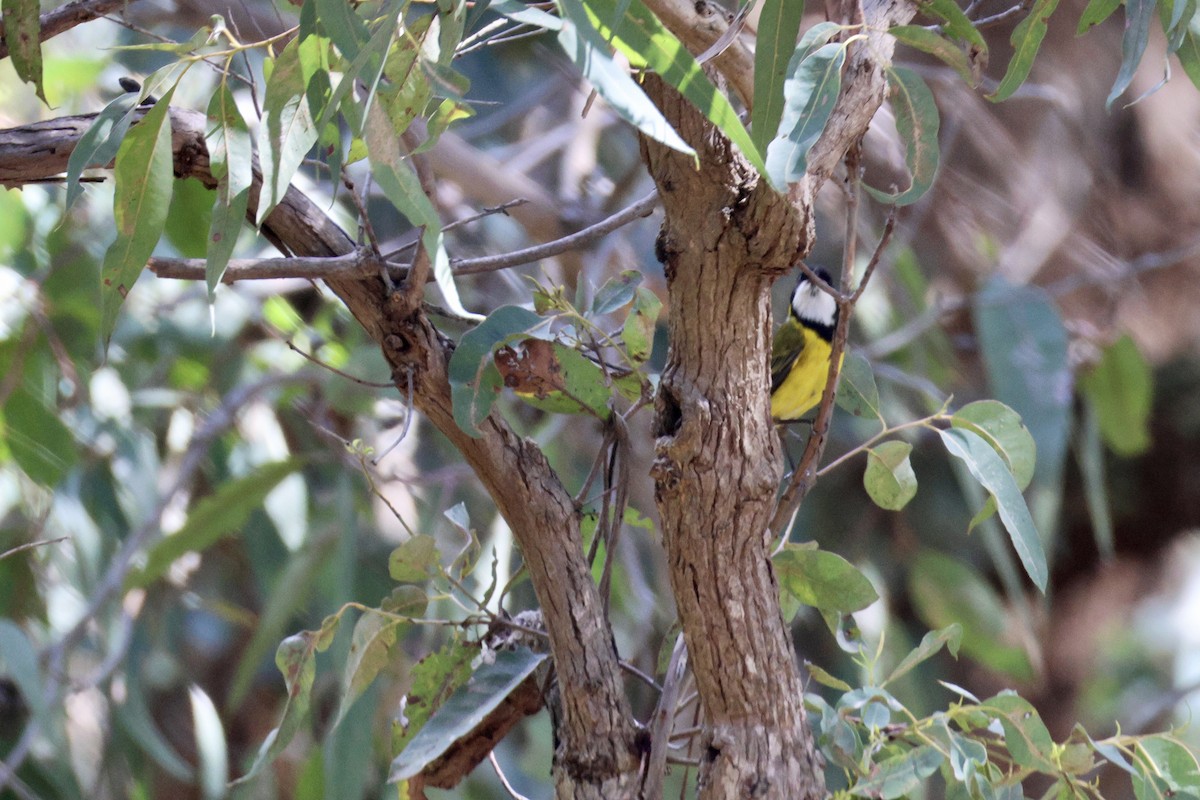 Golden Whistler - ML643019760