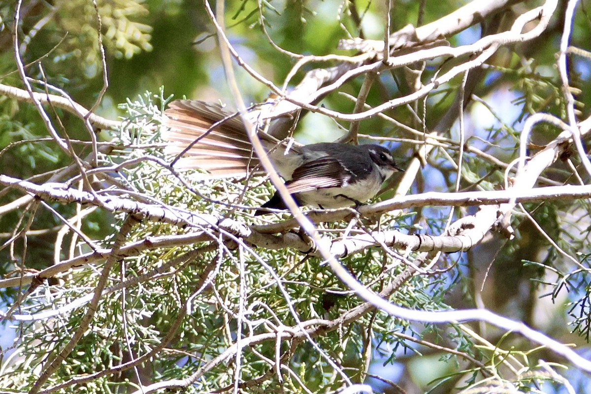 Gray Fantail - ML643019764