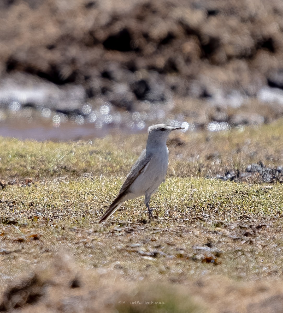 Чернолобая дормилона - ML643019765