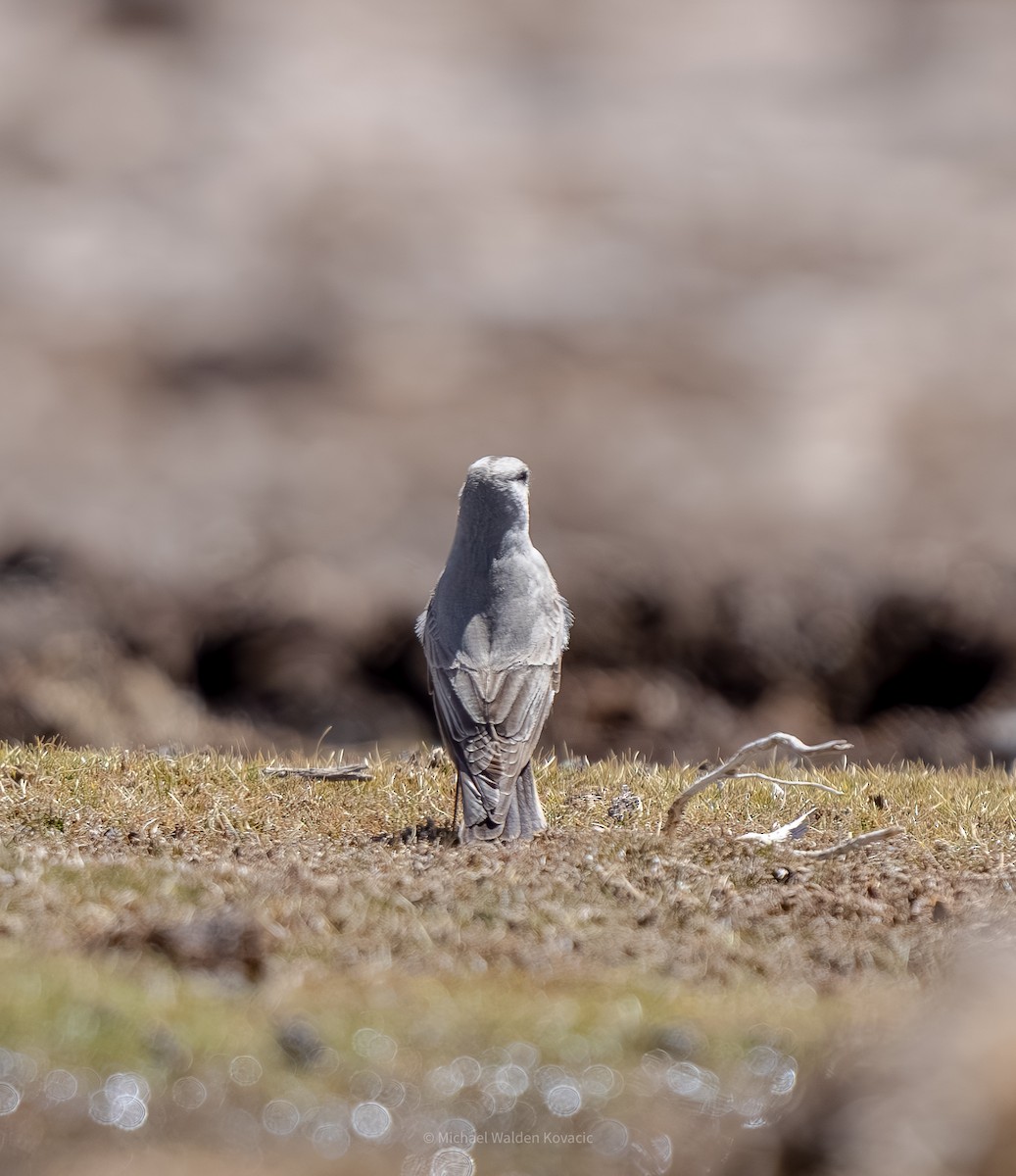 Чернолобая дормилона - ML643019766