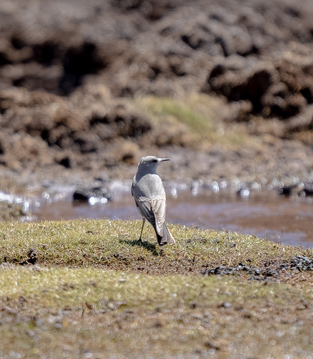 Чернолобая дормилона - ML643019767