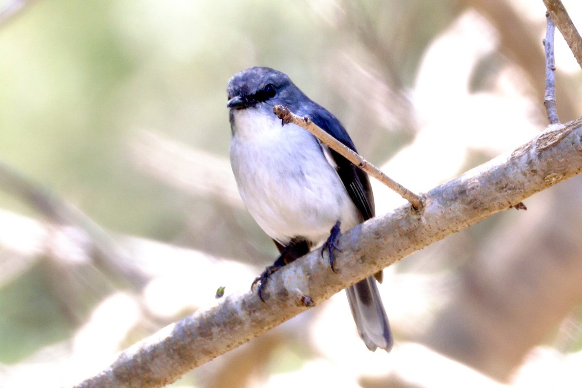 White-breasted Robin - ML643019772