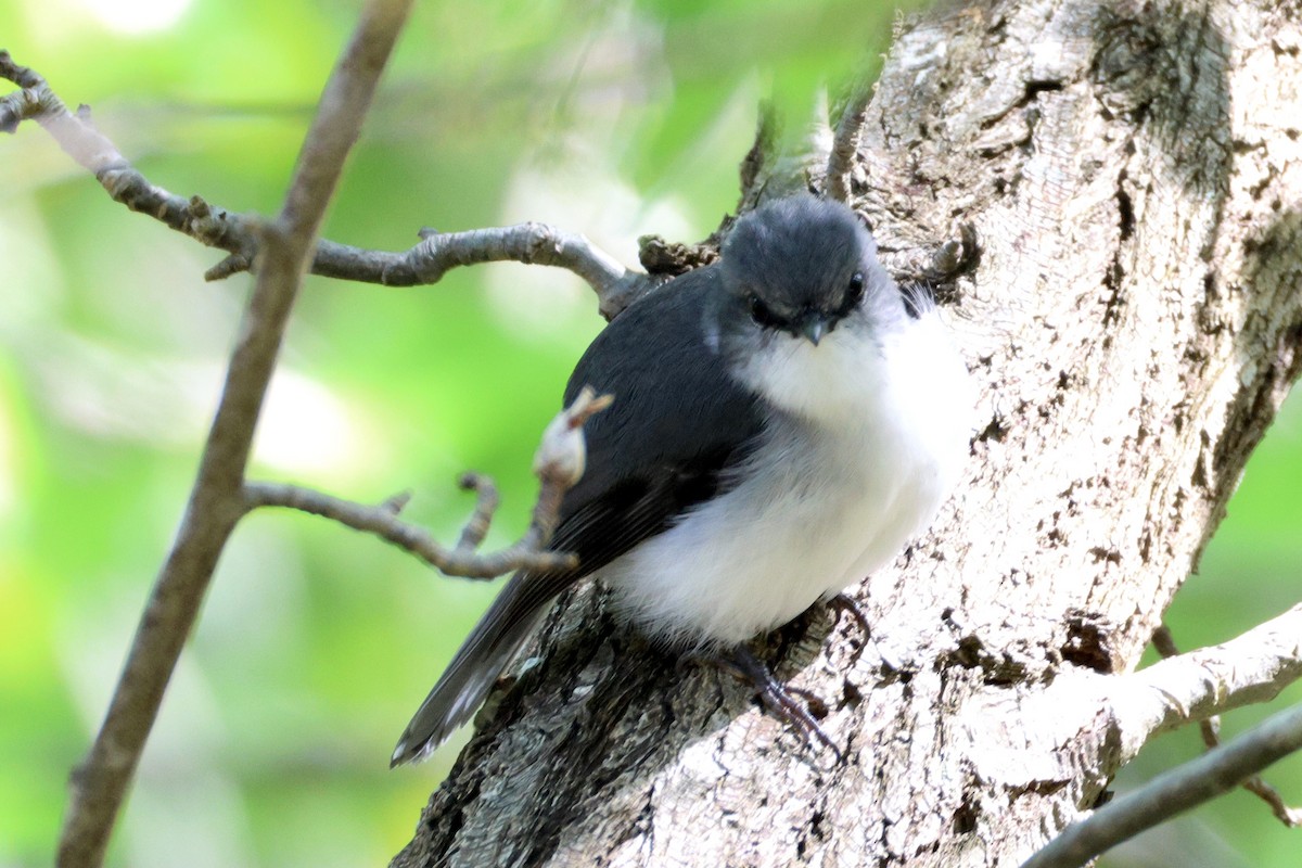 White-breasted Robin - ML643019773