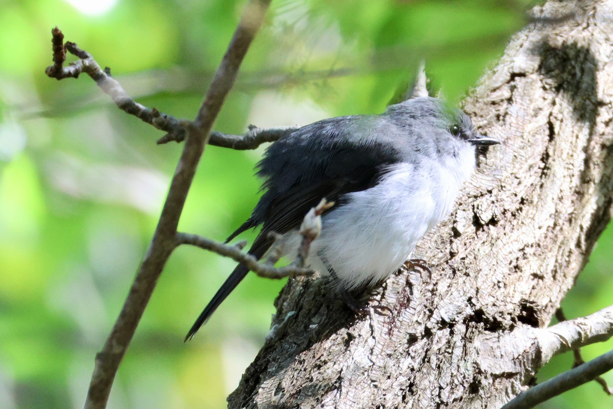 White-breasted Robin - ML643019774