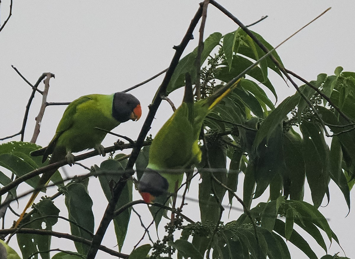Gray-headed Parakeet - ML643019786