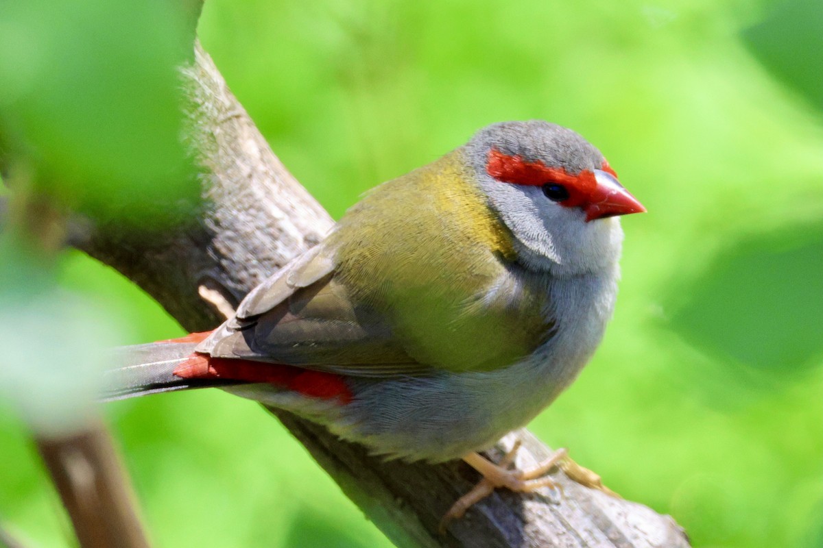 Red-browed Firetail - ML643019791