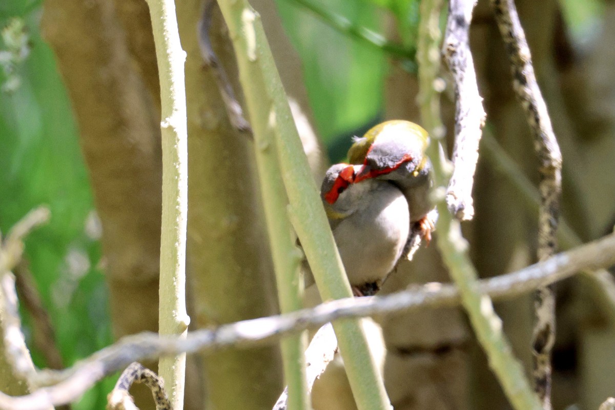 Red-browed Firetail - ML643019792