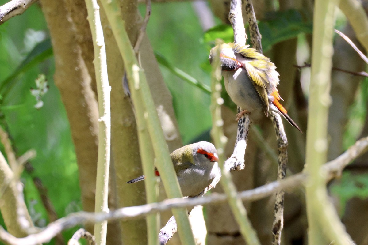 Red-browed Firetail - ML643019793