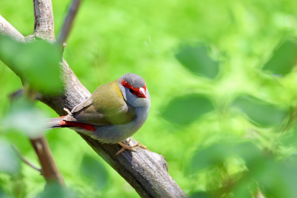Red-browed Firetail - ML643019794