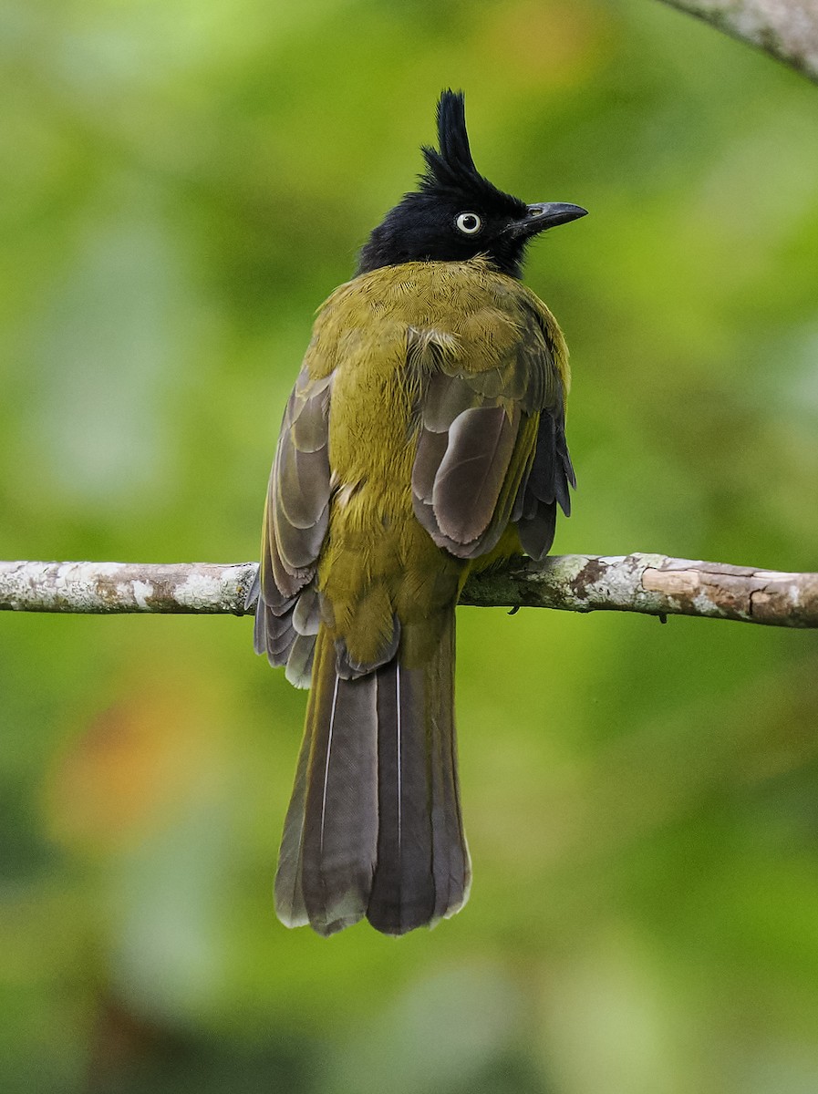 Black-crested Bulbul - ML643019796
