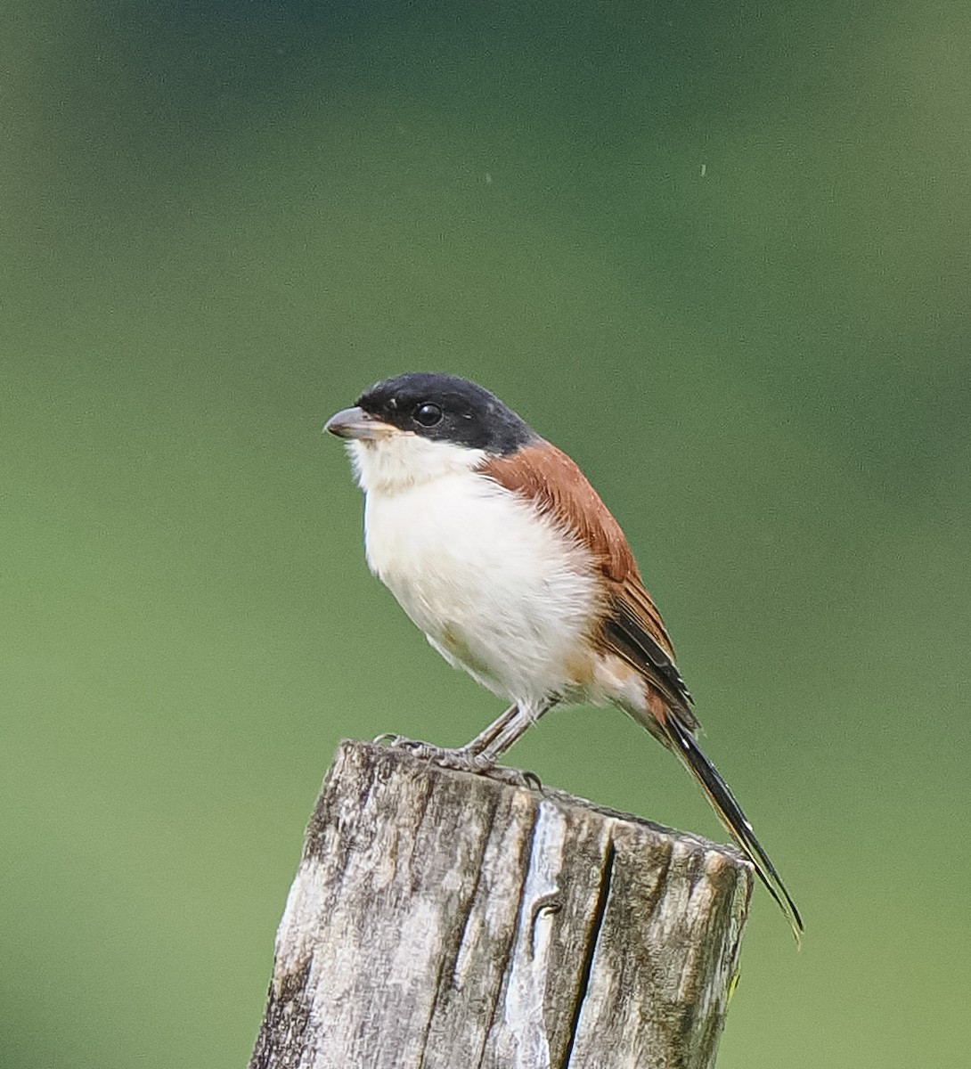 Burmese Shrike - ML643019798